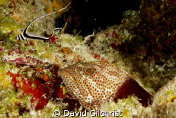 Buddies, Two Reef fish under the same ledge in Cozumel by David Gilchrist 